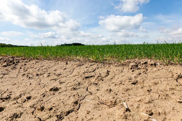 Agrietado por la sequía del suelo cerca del campo con cebada verde
