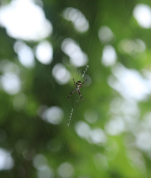 Agriope-Spinne im Netz