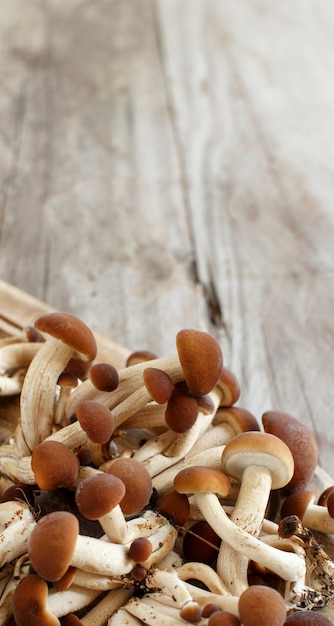 Agrocybe aegerita Pilze (Pioppino) auf einem Holztisch