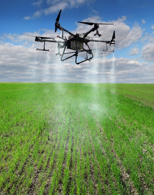 Agrodrone rocía filas de brotes de trigo de invierno sobre un fondo de cielo hermoso, el concepto de agricultura moderna