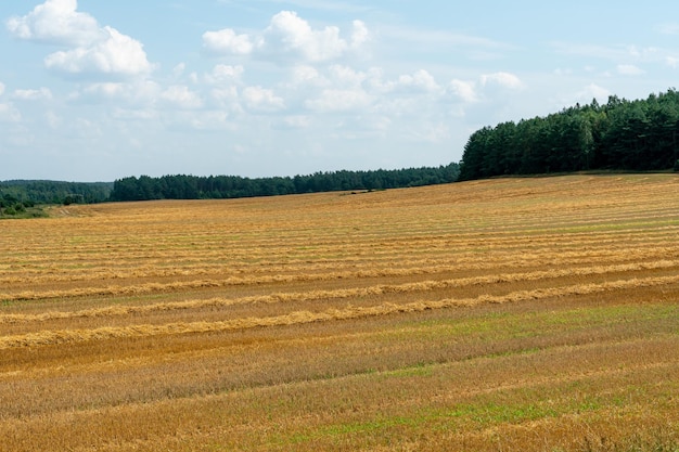 Agroindustrieller Komplex für den Anbau von Getreide, Weizen, Roggen, Mais und Gerste. Verwendung von minderwertigen und nicht natürlichen Düngemitteln für die Aussaat. Schlechte Ernte und drohende Hungersnot