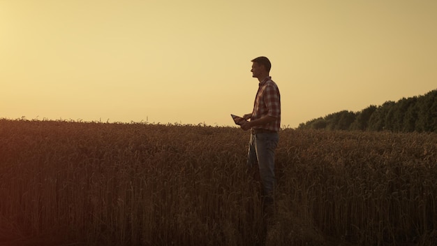 Agronom beobachtet Weizenfeld während der Erntezeit Mann mit digitalem Pad