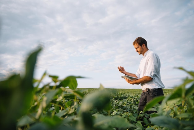 Agronom, der die Sojabohnenernten kontrolliert, die auf dem landwirtschaftlichen Feld wachsen. Konzept der landwirtschaftlichen Produktion. Der junge Agrarwissenschaftler untersucht im Sommer die Sojabohnenernte auf dem Feld. Bauer auf Sojabohnenfeld