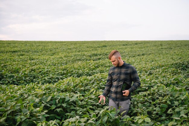 Agronom, der die Sojabohnenernten kontrolliert, die auf dem landwirtschaftlichen Feld wachsen. Konzept der landwirtschaftlichen Produktion. Der junge Agrarwissenschaftler untersucht im Sommer die Sojabohnenernte auf dem Feld. Bauer auf Sojabohnenfeld