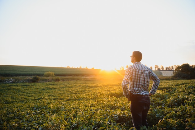 Agronom, der die Sojabohnenernten kontrolliert, die auf dem landwirtschaftlichen Feld wachsen. Produktionskonzept der Landwirtschaft. Der junge Agrarwissenschaftler untersucht im Sommer die Sojabohnenernte auf dem Feld. Bauer auf Sojabohnenfeld