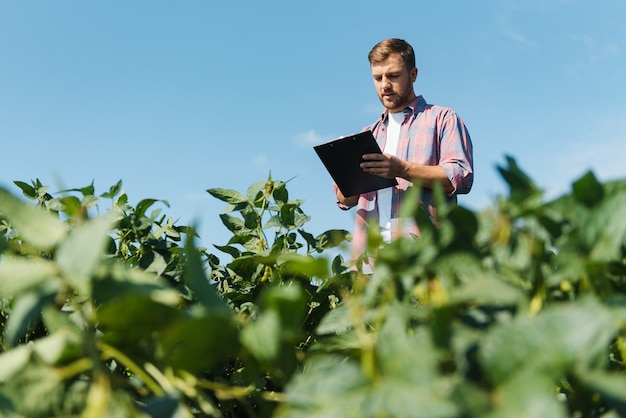 Agronom, der die Sojabohnenernten kontrolliert, die auf dem landwirtschaftlichen Feld wachsen. Produktionskonzept der Landwirtschaft. Der junge Agrarwissenschaftler untersucht im Sommer die Sojabohnenernte auf dem Feld. Bauer auf Sojabohnenfeld