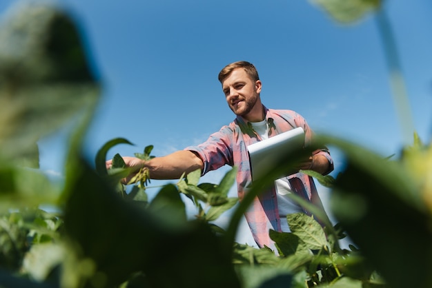 Agronom, der die Sojabohnenernten kontrolliert, die auf dem landwirtschaftlichen Feld wachsen. Produktionskonzept der Landwirtschaft. Der junge Agrarwissenschaftler untersucht im Sommer die Sojabohnenernte auf dem Feld. Bauer auf Sojabohnenfeld