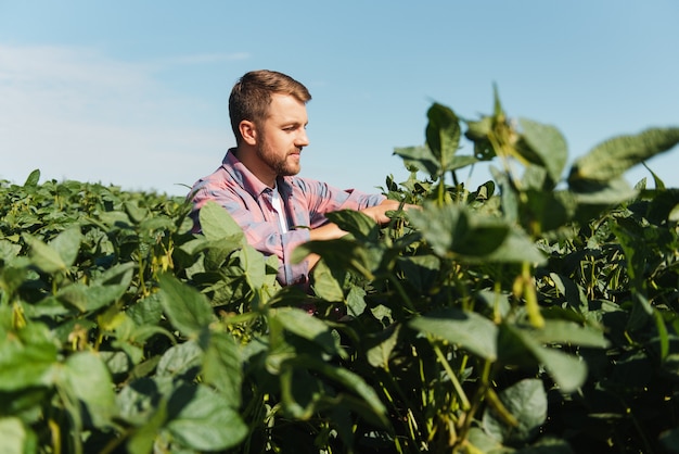 Agronom, der die Sojabohnenernten kontrolliert, die auf dem landwirtschaftlichen Feld wachsen. Produktionskonzept der Landwirtschaft. Der junge Agrarwissenschaftler untersucht im Sommer die Sojabohnenernte auf dem Feld. Bauer auf Sojabohnenfeld