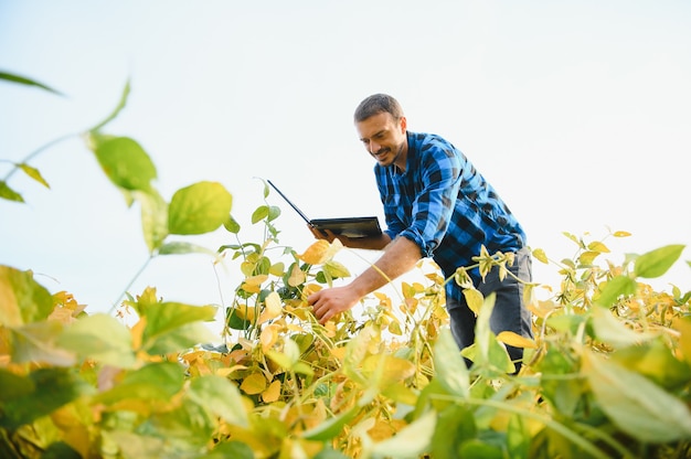 Agronom, der die Sojabohnenernten kontrolliert, die auf dem landwirtschaftlichen Feld wachsen. Produktionskonzept der Landwirtschaft. Der junge Agrarwissenschaftler untersucht im Sommer die Sojabohnenernte auf dem Feld. Bauer auf Sojabohnenfeld