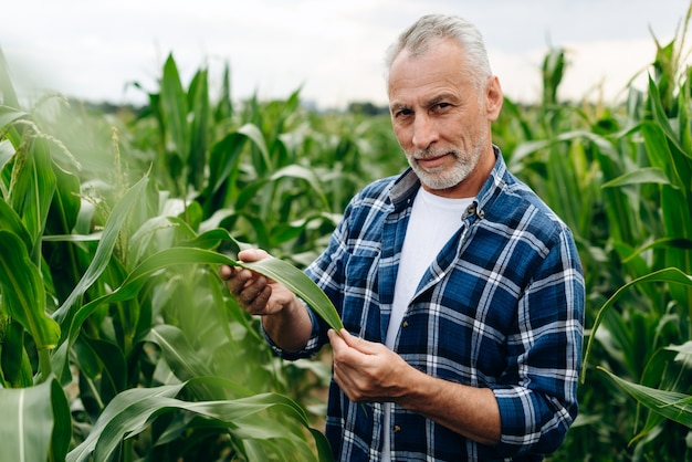 Agronom, der in einem Maisfeld steht, das die Maisernte prüft