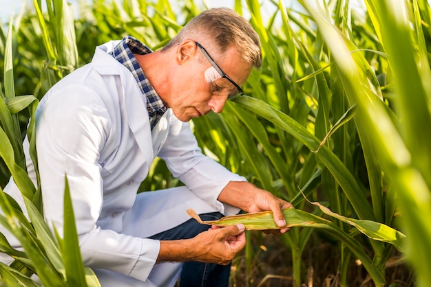 Agronom, der sorgfältig ein maisblatt kontrolliert