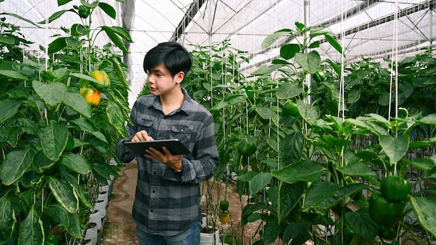 Agronom des jungen Mannes, der mit digitalem Tablet im Gewächshaus inspiziert.