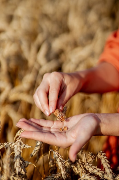 Agronom hält Reagenzglas mit Probe in Weizen