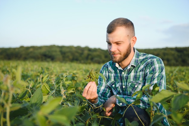 Agronom inspiziert die Sojabohnenernte auf dem landwirtschaftlichen Feld Agrarkonzeptbauer in der Sojabohnenplantage auf dem Bauernhof