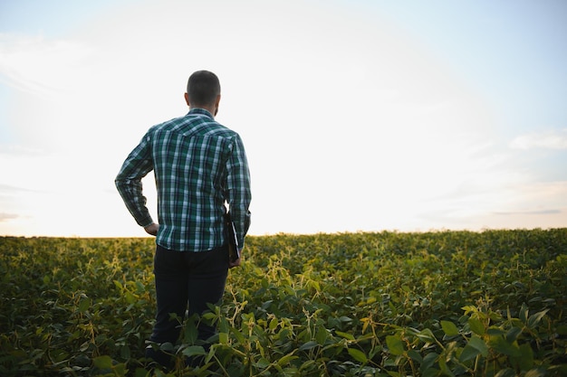 Agronom inspiziert die Sojabohnenernte auf dem landwirtschaftlichen Feld Agrarkonzeptbauer in der Sojabohnenplantage auf dem Bauernhof