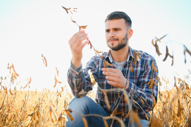 Agronom inspiziert die Sojabohnenernte auf dem landwirtschaftlichen Feld Agrarkonzeptbauer in der Sojabohnenplantage auf dem Bauernhof