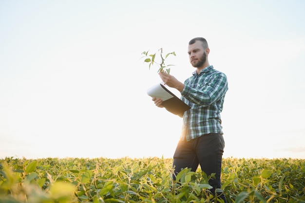 Agronom inspiziert Sojabohnenernte auf landwirtschaftlichem Gebiet - Agrarkonzept - Landwirt in Sojabohnenplantage auf dem Bauernhof