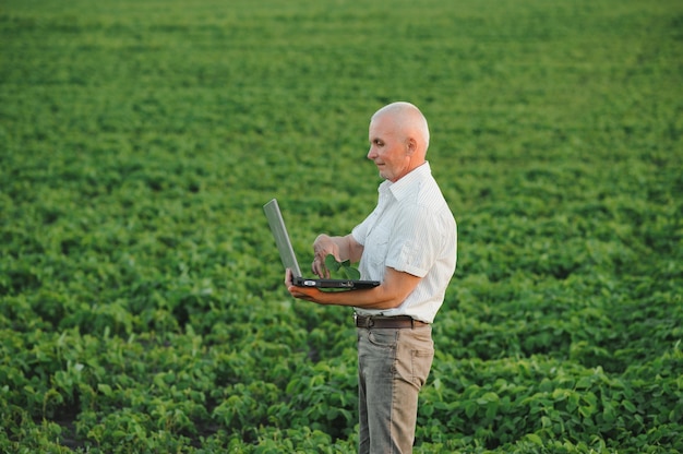 Agronom inspiziert Sojabohnenkulturen, die auf dem Feld der Farm wachsen