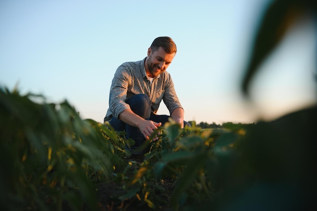 Agronom inspiziert Sojabohnenkulturen, die auf dem Feld wachsen Landwirtschaftliches Produktionskonzept Junger Agronom untersucht Sojabohnenernte auf dem Feld im Sommer Bauer auf Sojabohnenfeld