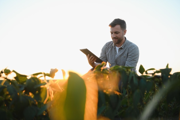 Agronom inspiziert Sojabohnenkulturen, die auf dem Feld wachsen Landwirtschaftliches Produktionskonzept Junger Agronom untersucht Sojabohnenernte auf dem Feld im Sommer Bauer auf Sojabohnenfeld