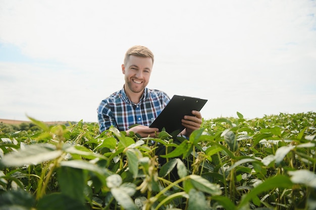 Agronom inspiziert Sojabohnenkulturen, die auf dem Feld wachsen Landwirtschaftliches Produktionskonzept Junger Agronom untersucht Sojabohnenernte auf dem Feld im Sommer Bauer auf Sojabohnenfeld