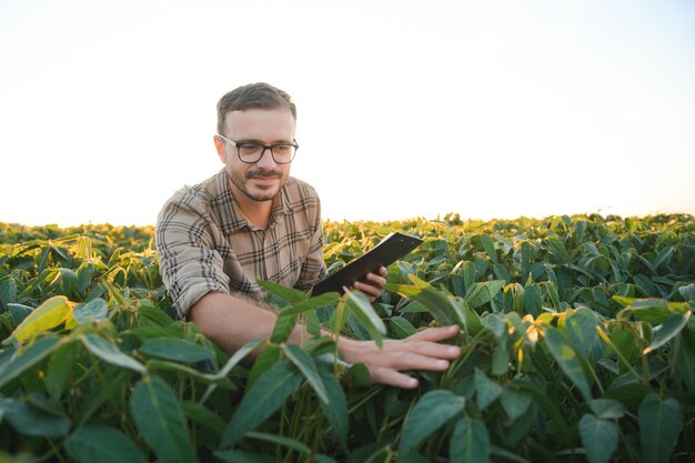 Agronom inspiziert Sojabohnenkulturen, die auf dem Feld wachsen Landwirtschaftliches Produktionskonzept Junger Agronom untersucht Sojabohnenernte auf dem Feld im Sommer Bauer auf Sojabohnenfeld