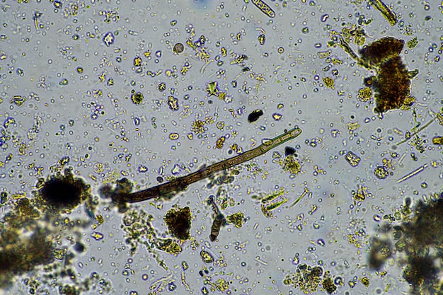 Foto agronom mit einer bodenprobe mit bodenleben und insekten, mikroorganismen, die kohlenstoff speichern, mit pilzen und bakterien aus einem bauernhof