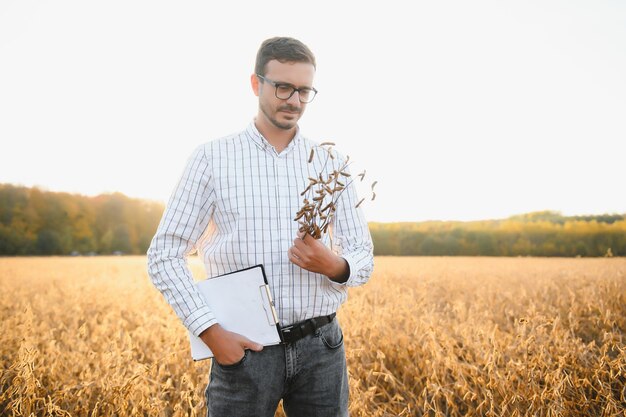 Agronom oder Bauer, der die Ernte des Sojabohnenfeldes untersucht