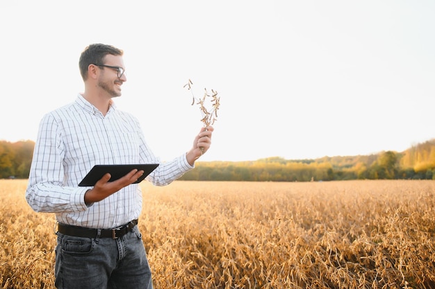 Agronom oder Bauer, der die Ernte des Sojabohnenfeldes untersucht