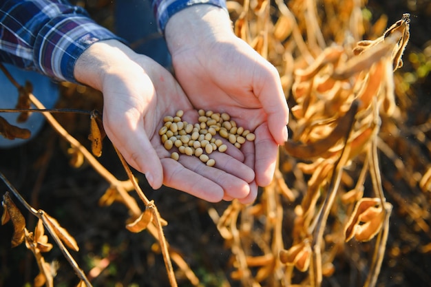 Agronom oder Bauer, der die Ernte des Sojabohnenfeldes untersucht