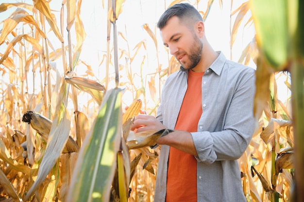 Agronom überprüft Mais, wenn er erntereif ist Porträt des Landwirts