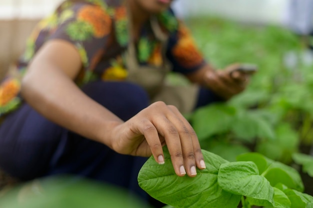 Foto agrônoma negra trabalhando em um conceito de agricultura e vegetais orgânicos com efeito de estufa