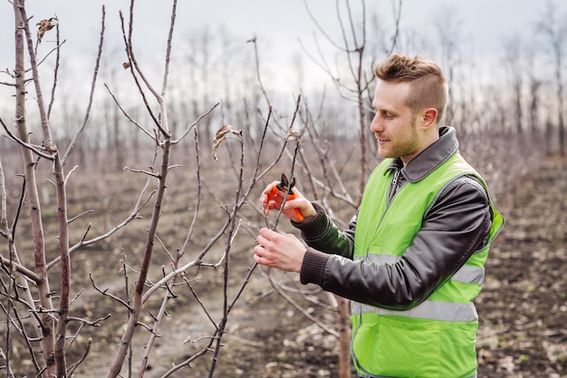 Agronomen beschneiden Obstbäume mit Gartenscheren im modernen Obstgarten im Frühjahr Ökologischer Beruf und agrarkulturelles Konzept