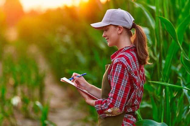 Agronomin, die im Maisfeld arbeitet und das Ernteeinkommen plant. Weibliche Prüfung und Kontrolle der Qualitätskontrolle der Maisernte. Agrarmanagement und Agrarwirtschaft