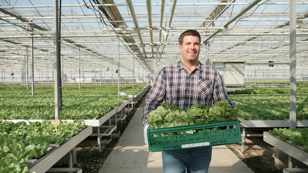 Agronomischer Geschäftsmann mit Korb mit frischem Biosalat, der in Hydrokultur-Gewächshausplantage arbeitet. Rancher-Mann, der kultiviertes gesundes Gemüse erntet. Agrarkonzept