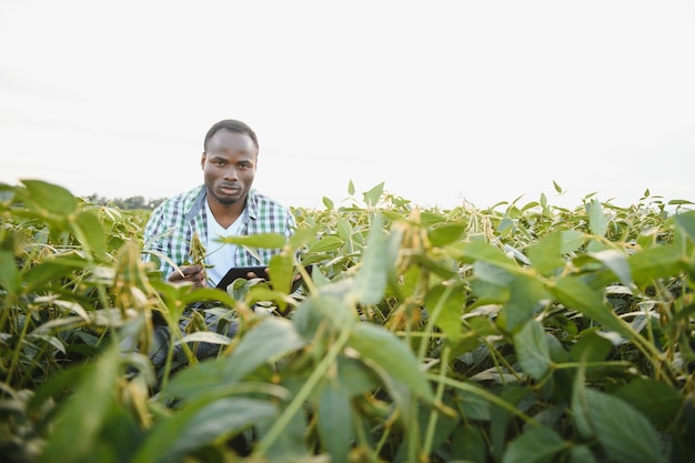 Un agrónomo africano en un campo de soja examina la cosecha