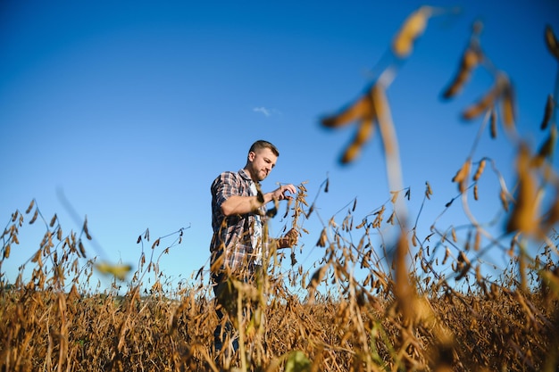 Agrónomo agricultor en campo de soja comprobando cultivos antes de la cosecha. Producción y cultivo de alimentos orgánicos.