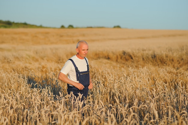 Agrónomo agricultor en campo de trigo control de cultivos antes de la cosecha