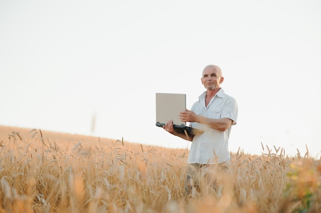 Agrónomo agricultor en campo de trigo control de cultivos antes de la cosecha