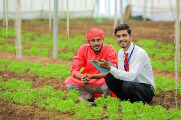 Agrónomo y agricultor indio joven discuten en invernadero o polyhouse