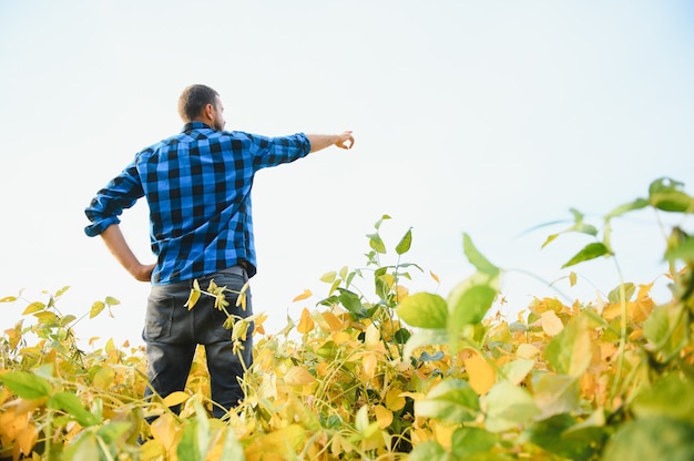 Un agrónomo agricultor inspecciona el cultivo de soja en un campo. Agricultura