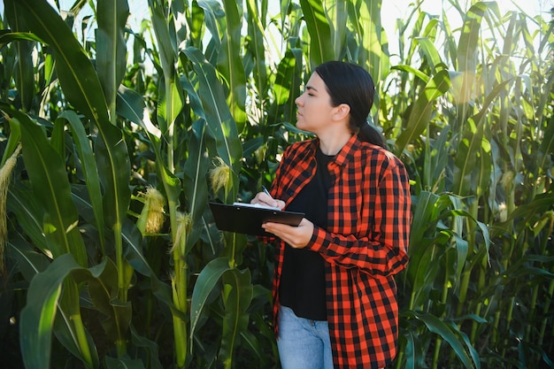 Agrónomo agricultor inteligente que usa una tableta digital para examinar e inspeccionar el control de calidad de los cultivos de maíz Tecnologías modernas en gestión agrícola y agronegocios