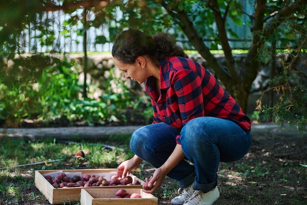 Foto agrónomo agricultor multiétnico de mediana edad cosechando verduras del suelo producción empresarial en campo ecológico