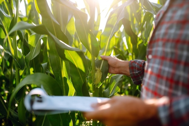 Agrónomo agricultor parado en campo verde sosteniendo hojas de maíz en las manos y analizando cultivos de maíz