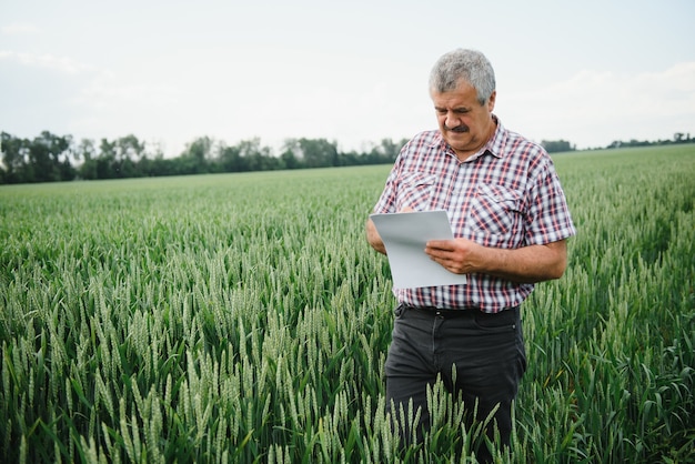 Agrónomo agricultor senior en un campo de trigo