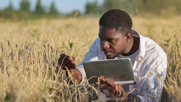 Agrônomo americano africano examina espigas de trigo no campo
