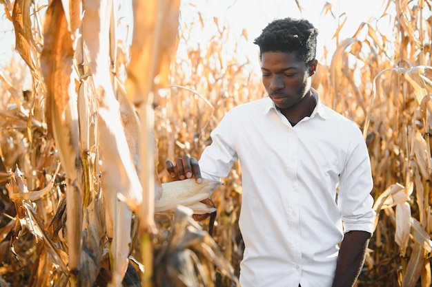 Agrónomo en el campo de maíz y examinando cultivos antes de cosechar. Concepto de agroindustria. Granja brasileña.