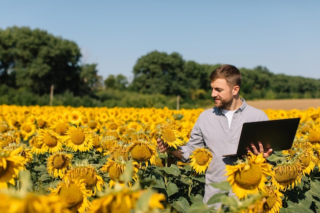 Agrônomo com laptop inspeciona colheita de girassol em campo agrícola