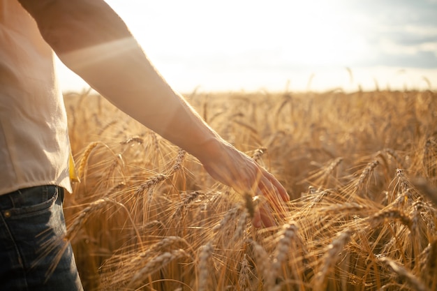 Agrónomo comprueba la calidad del cultivo.