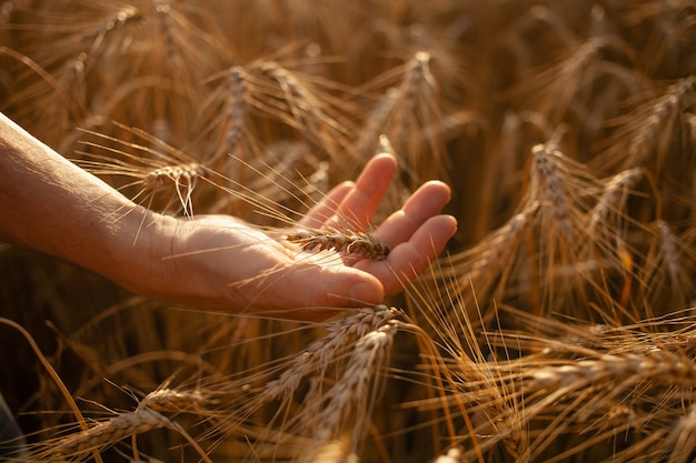 Foto agrónomo comprueba la calidad del cultivo.